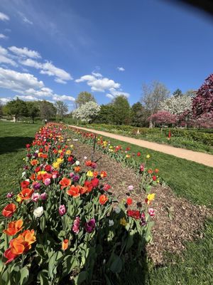 Tulips :)