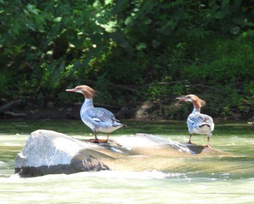 Mergansers on the riverbank. Very cool, especially in June.