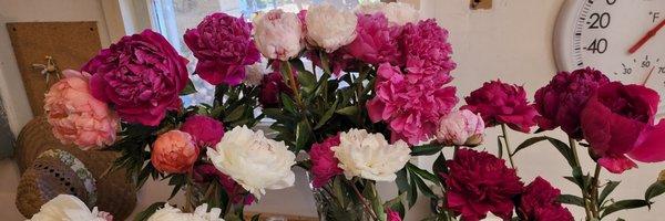 Adeline's Peonies