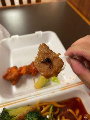 Broccoli Beef with a pincher bug