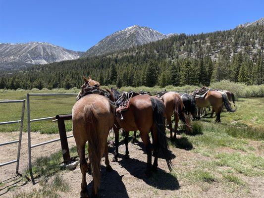 Rock Creek Pack Station horsepower