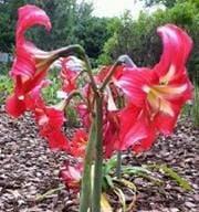 photo of Amaryllis G.