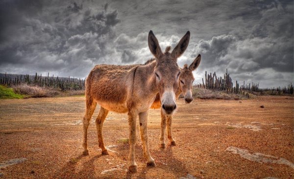 photo of Donkey D.