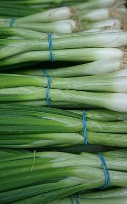 photo of Scallion G.