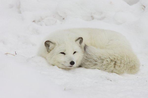 photo of Arctic Fox B.