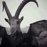 Photo of Baphomet L.