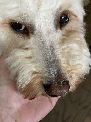 Never has he had his snout shaved down like this when I have asked for a teddy bear cut even when I  have asked for a summer teddy bear cut