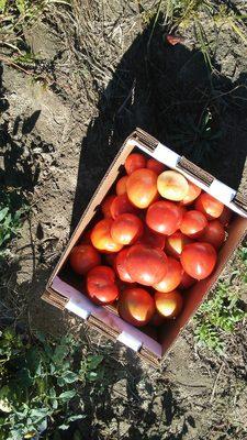 Jersey fresh tomatoes