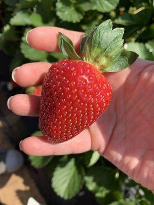 Gurosik's Berry Plantation