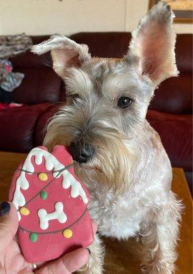 Badger loved his Christmas cookie!!!