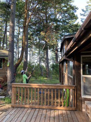 Crew carefully lowers the trimmed branches