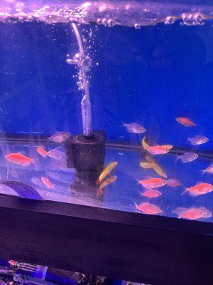 Come check out our assortment of freshwater fish