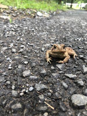 Toad crossing on Fawn Drive