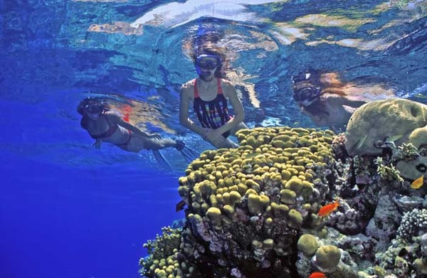 Snorkelers