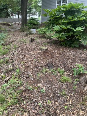 This customer wanted to remove these stumps for construction of a future fence