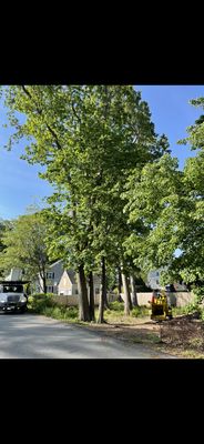 Tree removal