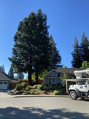 These are the two trees before removal.