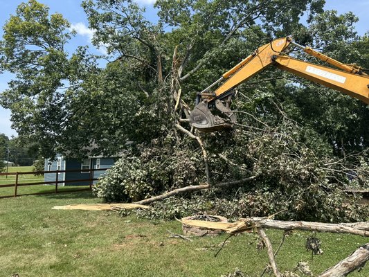 Beginning of white oak removal.