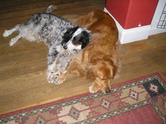 Sherlock, one of our boarding pals, and our Kaiya, cuddling after play in our home.