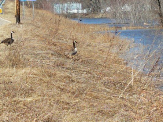 Some geese