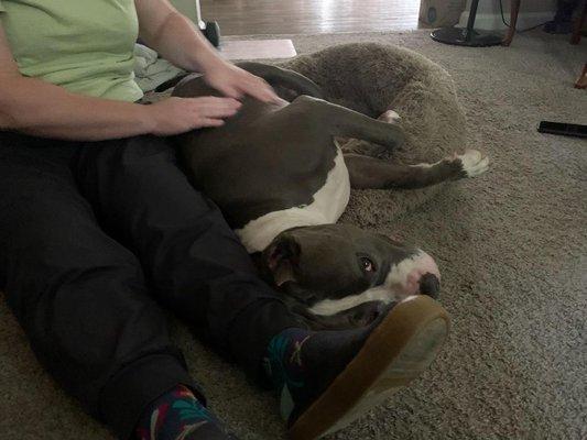 Shari massaging my crazy pittie boy