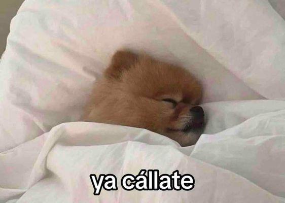 Perrito durmiendo