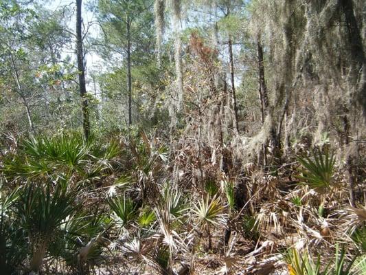 Scrubby type of plants