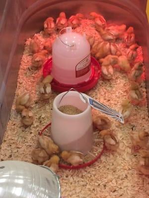 Tractor Supply/ Cobbleskill, NY  Baby chickens