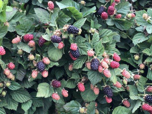 Organic Blackberries