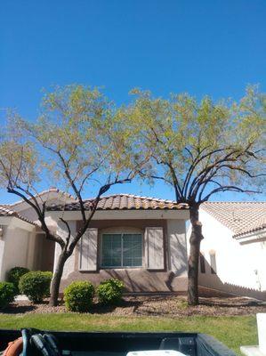 General Maintenance  Tree Trimming