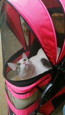 This is my little girl, Isis in her pink kitty stroller for her checkup appointment @ West End Animal Clinic!!