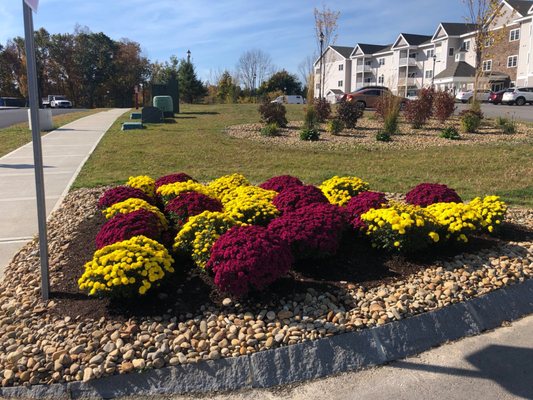 Fall Mums