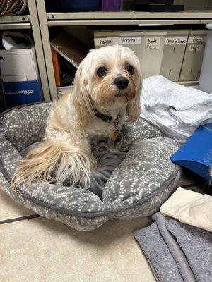 Thor, working behind the desk at Paws in Paradise, helping with the filing