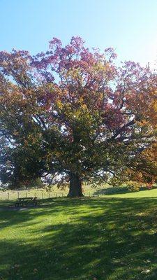 Majestic White Oak about to be pruned for dead wood.