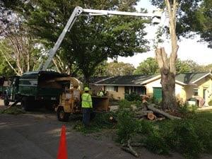 Burke Tree Services