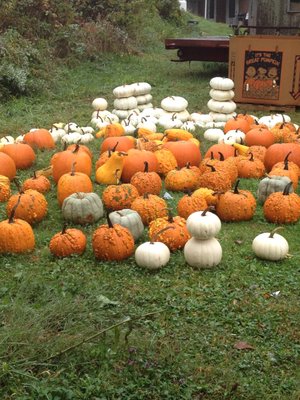 pumpkins are ready