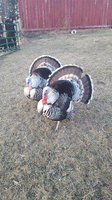 Turkeys showing off!