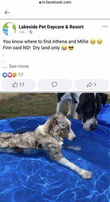 Fun Facebook dog updates