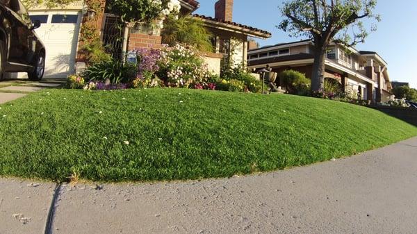 Pictured is Everlast Turf Plush synthetic grass installed in a front yard.