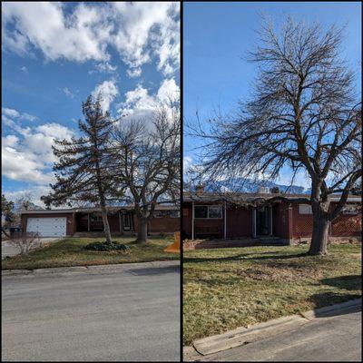 Complete removal on a Small spruce tree