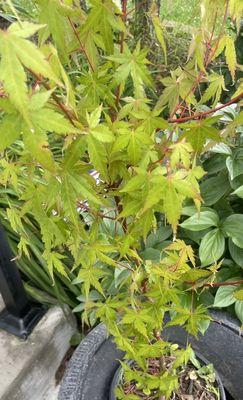 Japanese Maple tree.