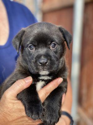 Lucky family who adopted this cute puppy