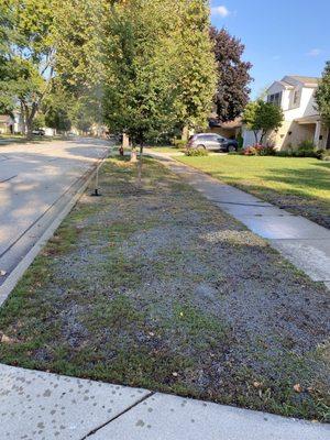 Front lawn before, new seeding and pellets to hold water.