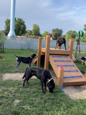 Dogs on a ramp in doggie daycare