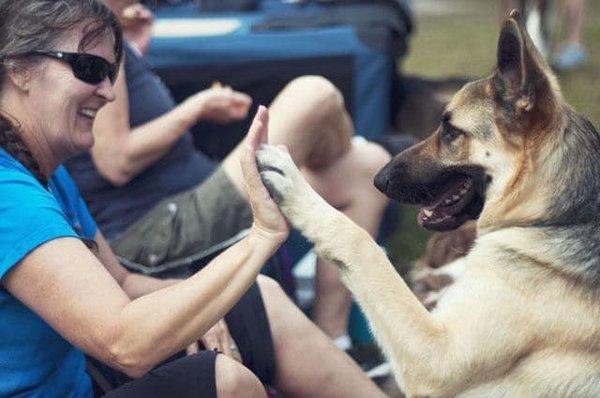 Central Florida Dog Sports