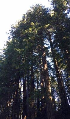 Tall Trees the California Redwoods