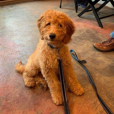 15 week old Goldendoodle Cooper having an amazing Puppy Course.