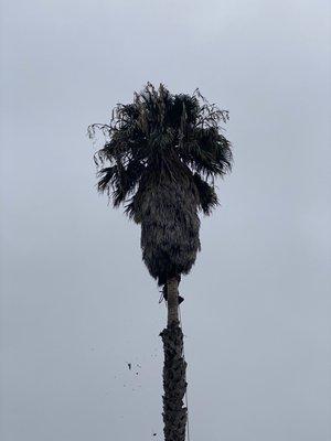 The palm tree before