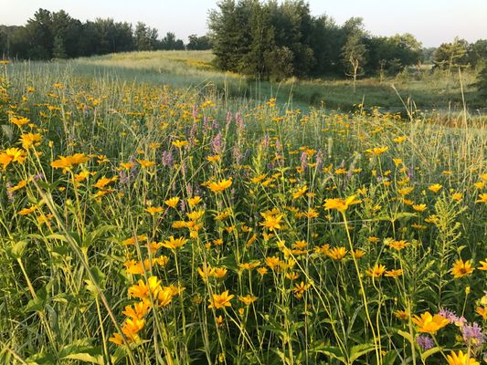 Installation of a meadow ecosystem using a combination of live plants and seed