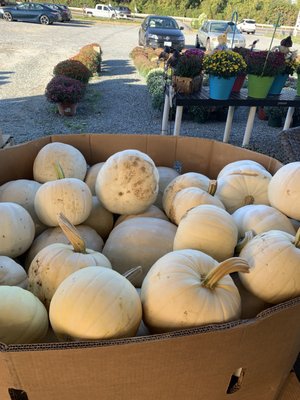 White pumpkins